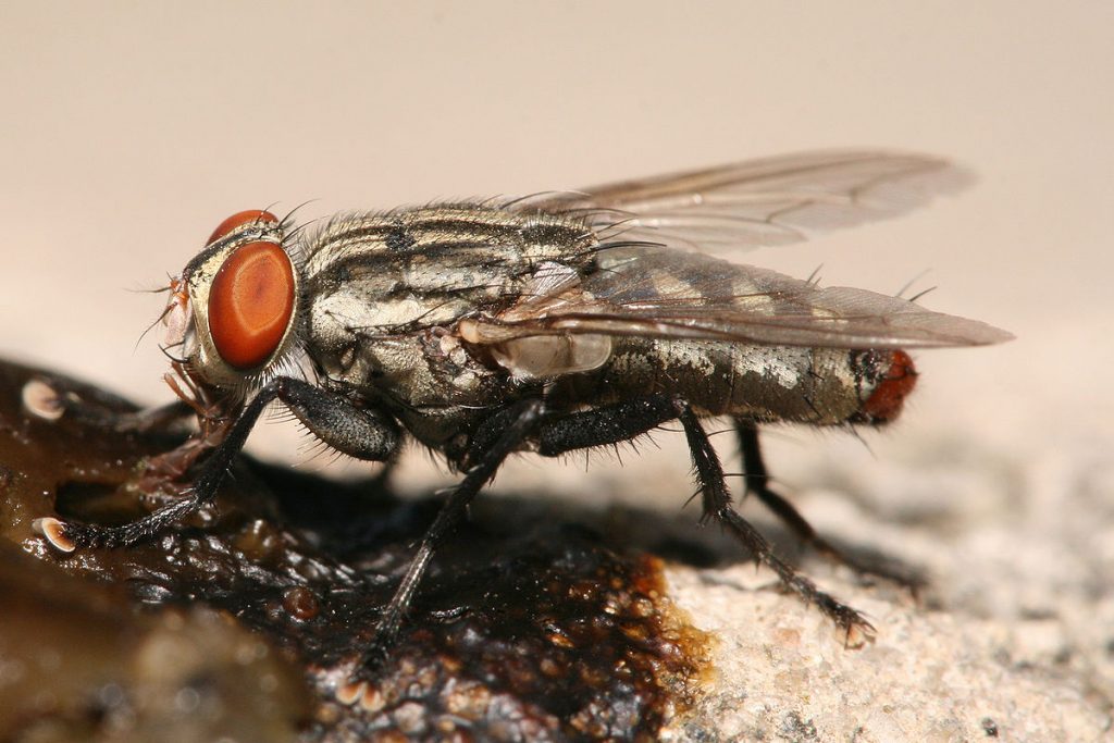 Tìm hiểu vòng đời phát triển của ruồi nhà | Thế Giới Côn Trùng