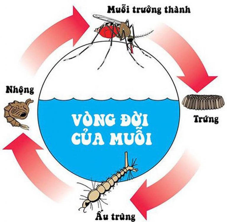 Tìm hiểu vòng đời phát triển của muỗi