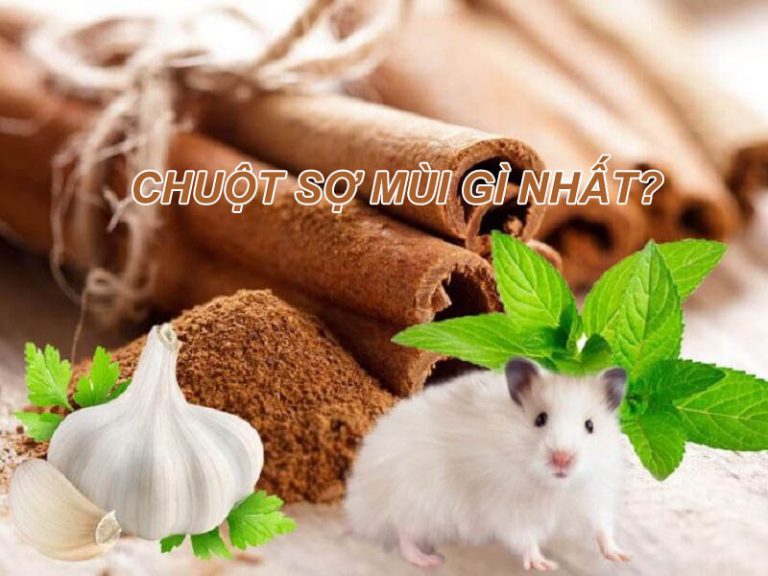 Chuột sợ mùi gì? Top 10 mùi hương đặc biệt chuột kỵ nhất