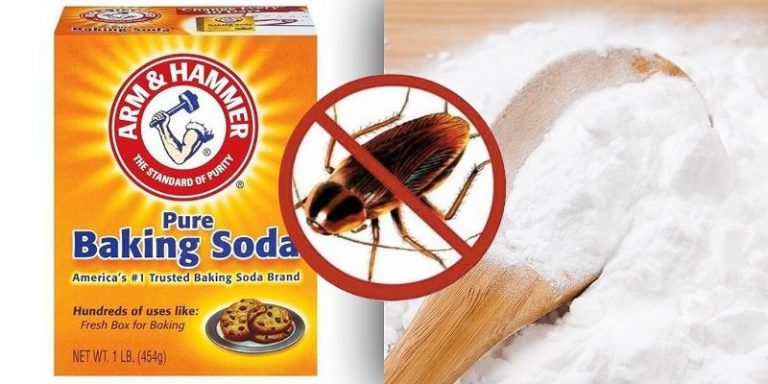 Hướng dẫn diệt gián bằng bột baking soda