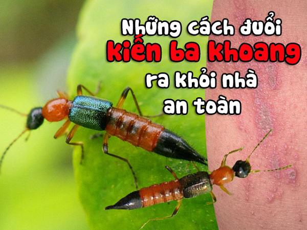 Khám phá cách diệt kiến ba khoang hiệu quả nhất quả đất