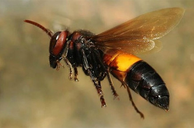 Ong vò vẽ là loại ong độc hại gây tổn thương cho con người và động vật. Hãy xem hình ảnh liên quan để cảm nhận vẻ đẹp và tính chất tự nhiên của chúng.