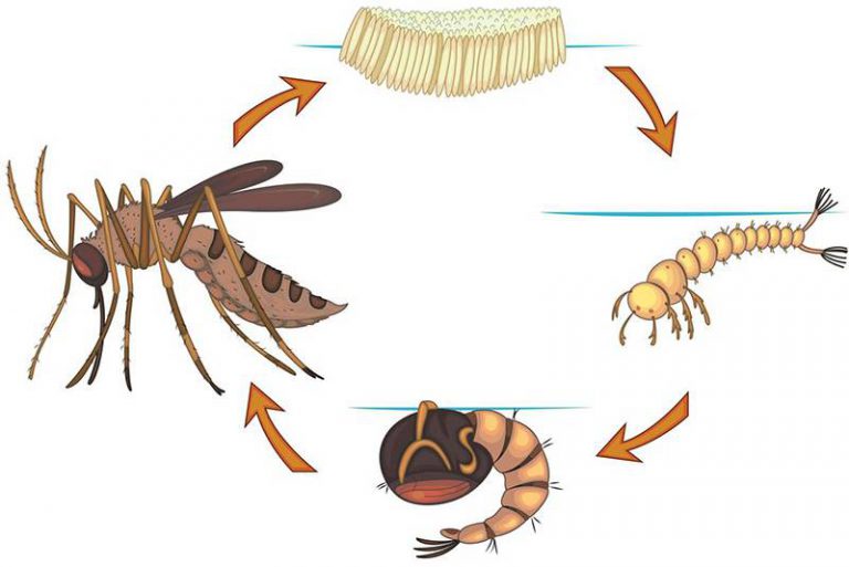 Hướng dẫn cách tiêu diệt lăng quăng đúng cách