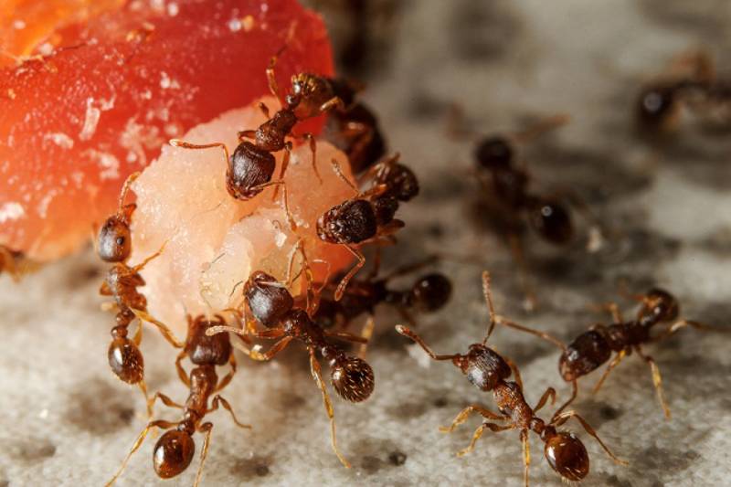 Có cách nào diệt kiến trên cây ớt không cần sử dụng hóa chất?
