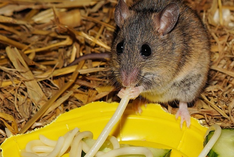 Chuột thích ăn gì nhất