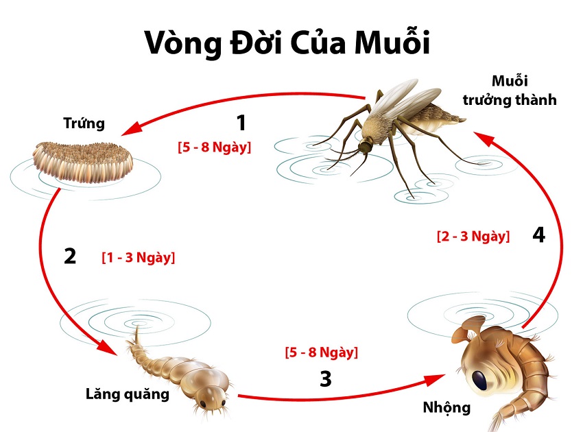 Vòng đời của muỗi vằn