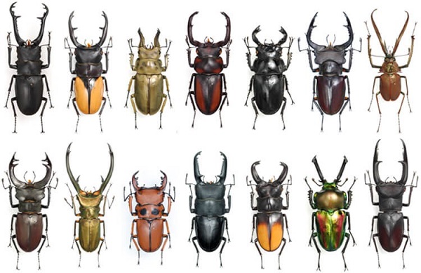 Top 6 loài bọ cánh cứng quý hiếm nhất ở Việt Nam