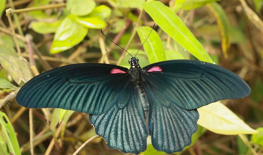Bướm Papilio memnon