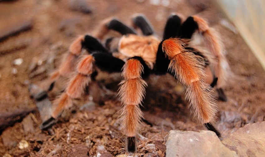 Nhện tarantula