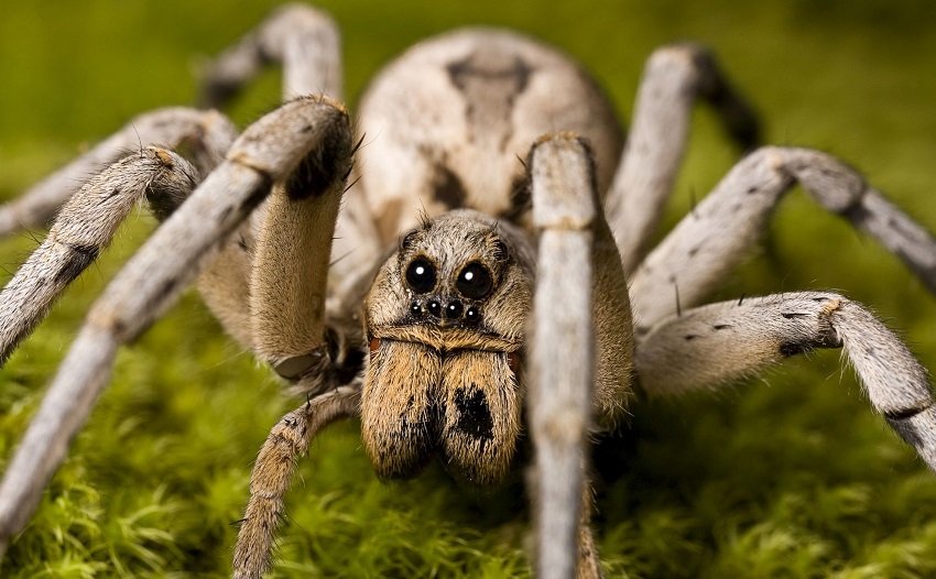 các loài nhện độc ở việt nam