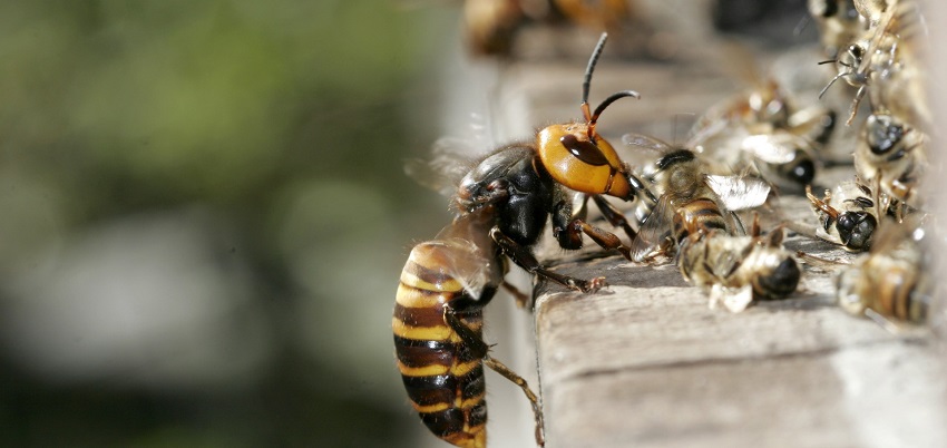 Ong bắp cày khổng lồ Nhật Bản