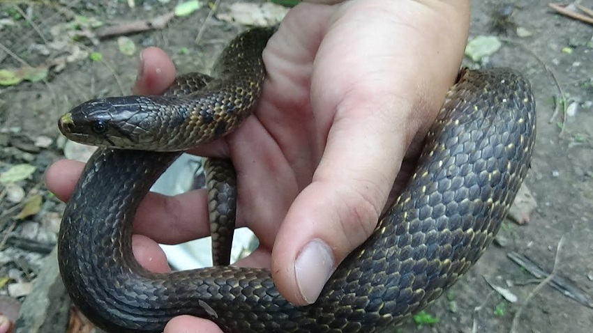 Các loài rắn không độc thường thấy nhất ở việt nam  thế giới côn trùng