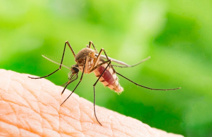 Thông tin về loài muỗi