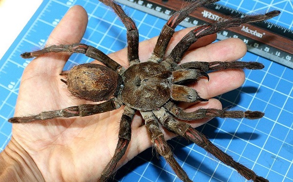 Cách nuôi nhện cảnh Tarantula cho người mới bắt đầu