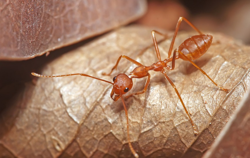 Các loài côn trùng trong nhà - Con kiến
