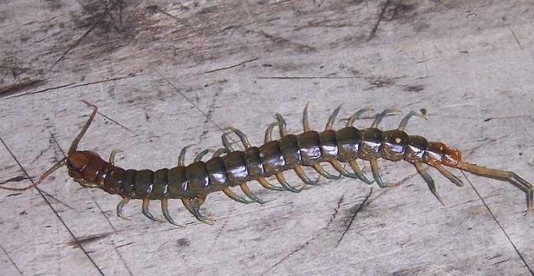 Top 10 loài rết độc nhất ở Việt Nam và Thế Giới - Thế Giới Côn Trùng