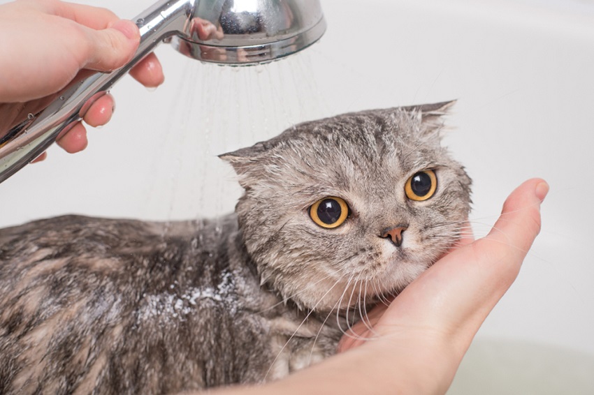 Sữa tắm diệt bọ chét cho mèo