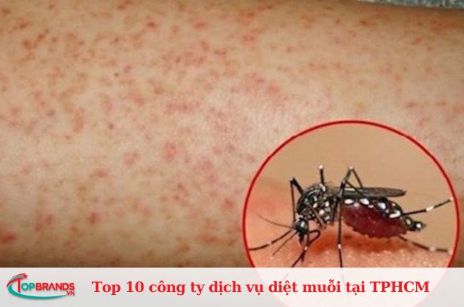 Anh Thư - Công ty dịch vụ tiêu diệt muỗi tại TPHCM giá rẻ
