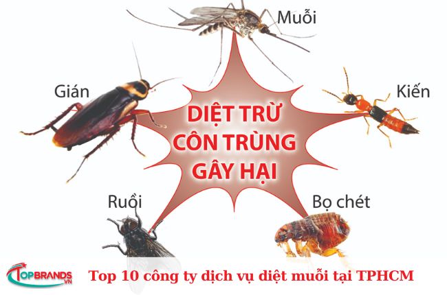 Công ty TNHH Diệt Muỗi và Côn Trùng Miền Nam 